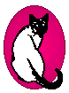 Siamese cat