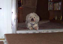 Gidget