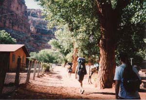 The main drag in Supai.  Since there are no cars in the town, pedestrians, horses and mules share the same dirt path which circles around the village and continues all the way to the campground, 2.5 miles farther from town.