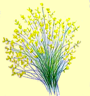 LA GINESTRA