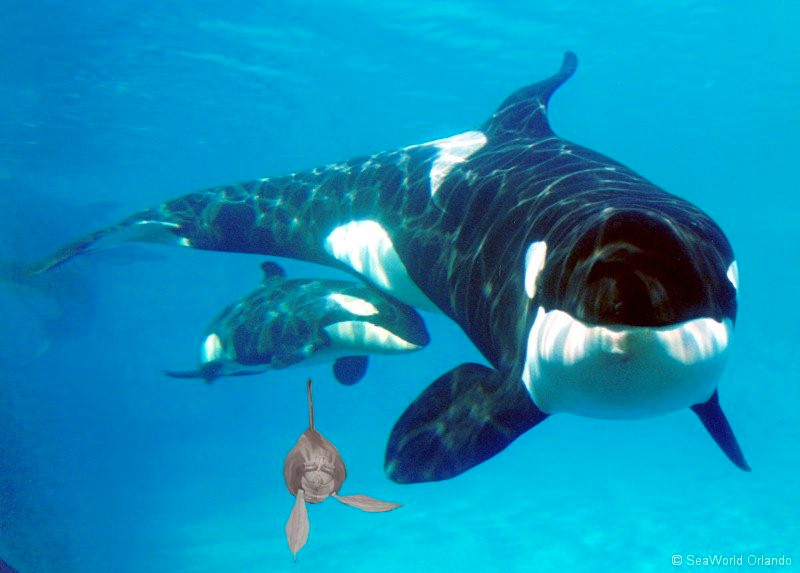I hope Shamu doesn't eat me!!!