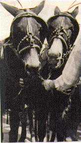 mules