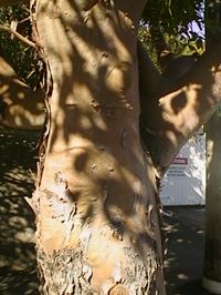 Edwood the Tree speaks