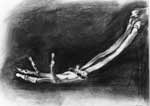 skeleton.jpg