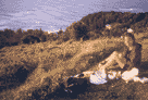 Annelie ved Cape Byron, Byron Bay, Australia