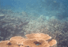 P� snorkletur p� Great Barrier Reef st�ter man fort p� en Revhai. Cairns, Queensland, Australia