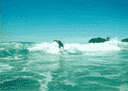Morsomme b�lger en seinvinterdag p� Seal Rocks, Australia