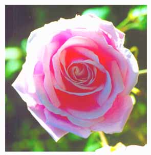 Not a flower I can find in here, not withering, not dead to me...