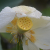 Photo of Flower