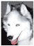 [Dog]