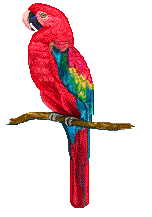 BabyBlueMacaw.jpg