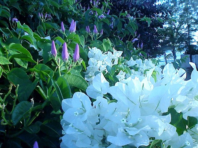 picture