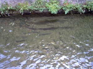 fische