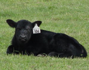 Gar Predestined Bull Calf