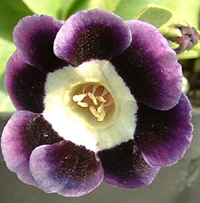 Blue Bonnet