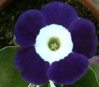 Everest Blue