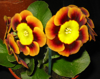 Gail Atkinson