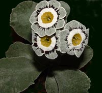 Hetty Wolf