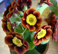 Janie Hill