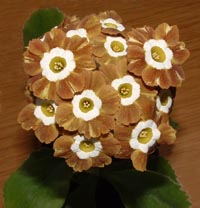 Regency Sunburst