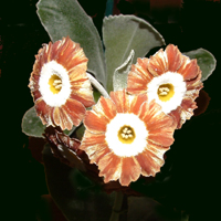 Regency Topaz