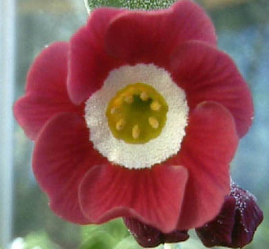 Rosebud