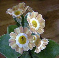 Stripe Seedling