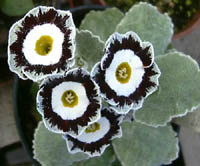 White Ensign