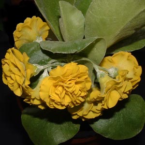 Apricot Truffle