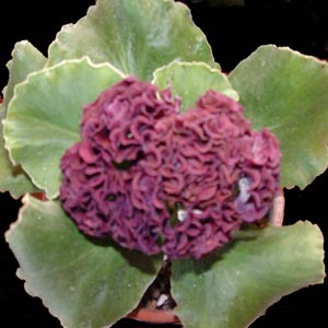Aubergine