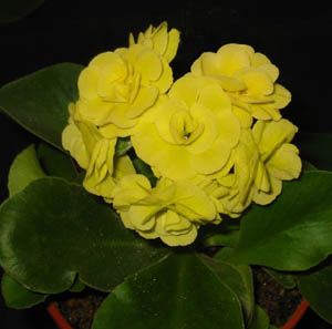 Citronella