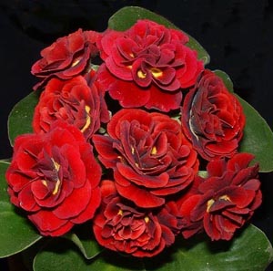 Crimson Glow