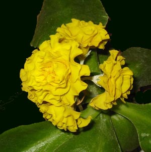 Dorado
