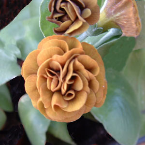 Forest Apricot