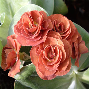 Forest Blush