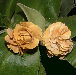 Forest Bronze