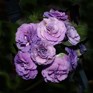Forest Camelia