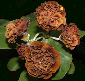 Forest Chestnut