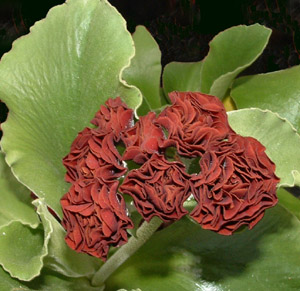 Forest Copper