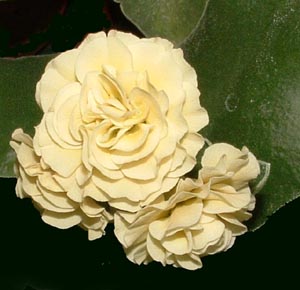 Forest Cream