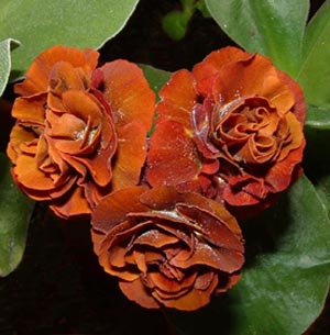 Forest Ember