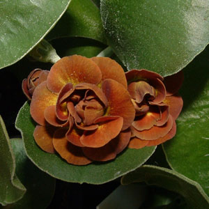 Forest Ginger