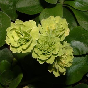 Forest Green