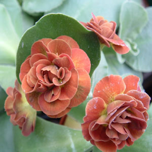 Forest Green Ginger
