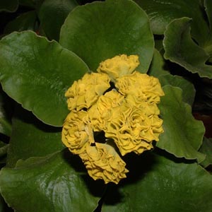 Forest Lemon