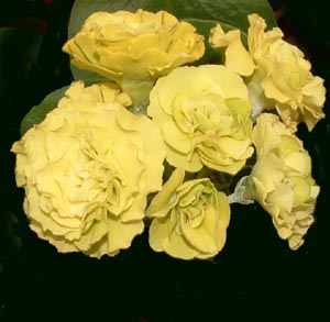 Forest Lime