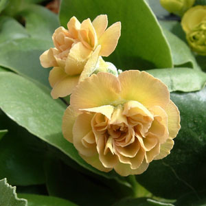 Forest Peach