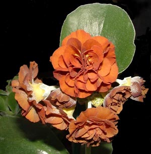 Forest Pecan