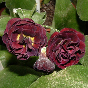 Forest Plum