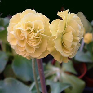 Forest Primrose